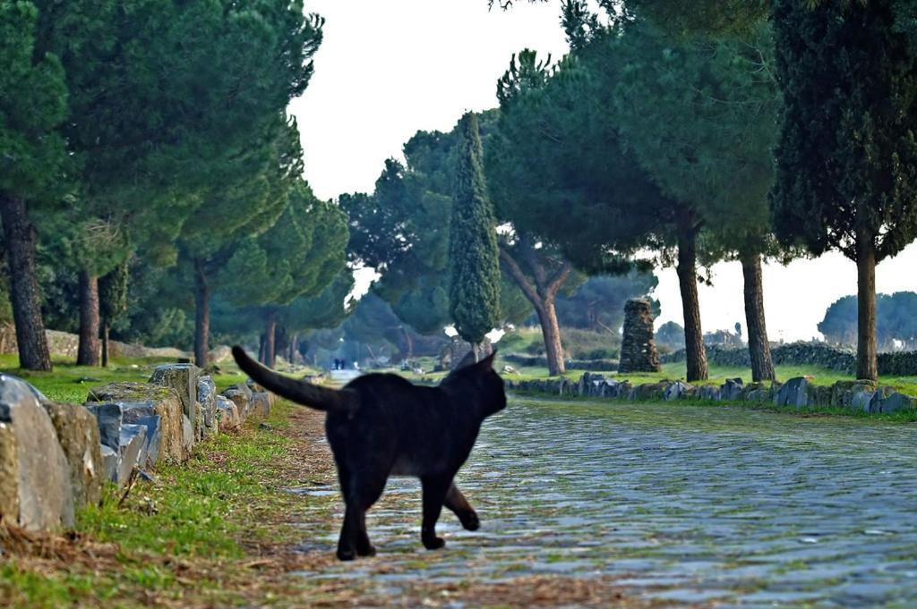 B&B Appia Felis Roma Exterior foto